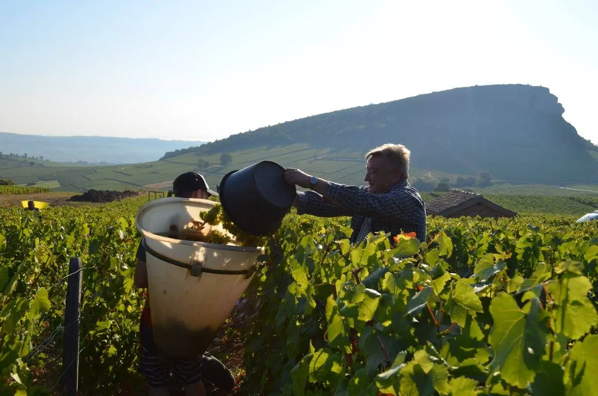vigne avec roche de vergison en fond