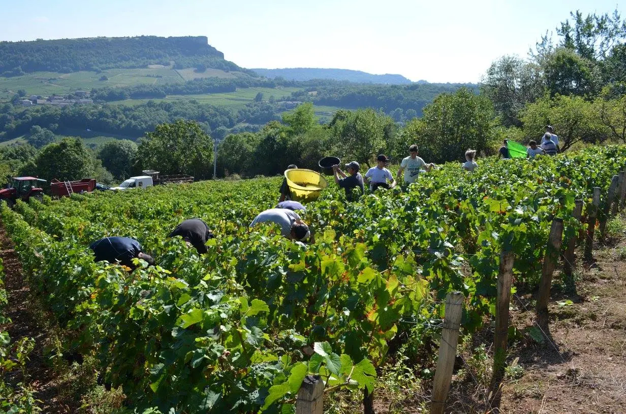 vigne entre roche de solutré et de vergisson